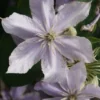 Bosrank (Clematis 'Justa') 1 Bosrank (Clematis 'Justa') -Tuin Vormen Verkoopwinkel 20120919134711 1