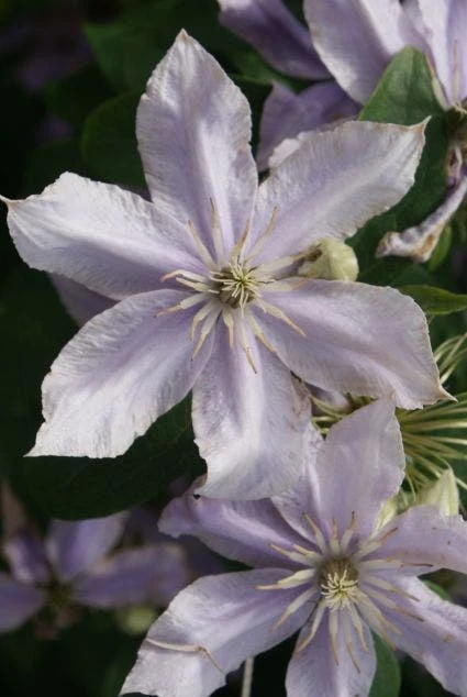 Bosrank (Clematis 'Justa') 3 Bosrank (Clematis 'Justa')
