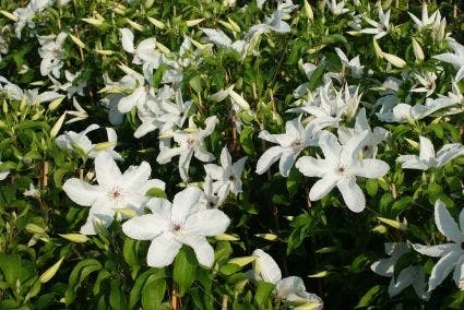 Bosrank (Clematis 'Madame Le Coultre') 4 Bosrank (Clematis 'Madame Le Coultre') - Afbeelding 3