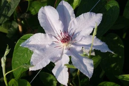 Bosrank (Clematis 'Snow Queen') 6 Bosrank (Clematis 'Snow Queen') - Afbeelding 4