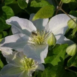 Bosrank (Clematis 'Yukikomachi') -Tuin Vormen Verkoopwinkel 20121017162704 1