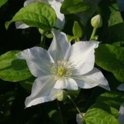 Bosrank (Clematis 'Yukikomachi') -Tuin Vormen Verkoopwinkel 20121017162743 1