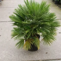 Dwergpalm (Chamaerops Humilis 'Vulcano') -Tuin Vormen Verkoopwinkel 20121229152912 2