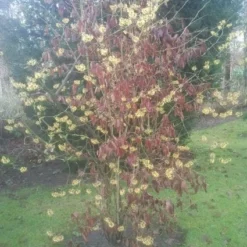 Toverhazelaar (Hamamelis Mollis) -Tuin Vormen Verkoopwinkel 20130113140034 40 8