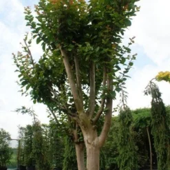 Roze Lagerstroemia Als Boom (Lagerstroemia Indica) -Tuin Vormen Verkoopwinkel 20130121162344 9
