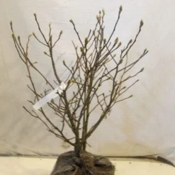 Stermagnolia (Magnolia Stellata) -Tuin Vormen Verkoopwinkel 20130125153753 13