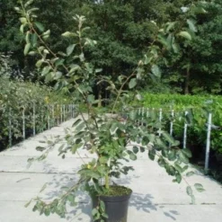 Krentenboom Als Struik (Amelanchier Lamarckii) -Tuin Vormen Verkoopwinkel 20130214100736 13