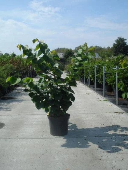 Chinese Judasboom (Cercis Chinensis 'Avondale') 5 Chinese Judasboom (Cercis Chinensis 'Avondale') - Image 3