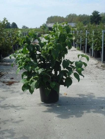 Amerikaanse Kornoelje (Cornus Florida 'Rubra') 4 Amerikaanse Kornoelje (Cornus Florida 'Rubra') - Afbeelding 2