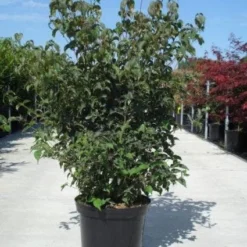 Japanse Kornoelje (Cornus Kousa) -Tuin Vormen Verkoopwinkel 20130214105009 24 12 12