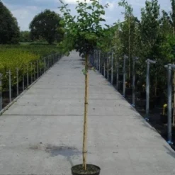 Rode Meidoorn (Crataegus Laevigata 'Paul's Scarlet') -Tuin Vormen Verkoopwinkel 20130214111804 14