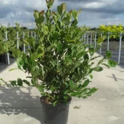 Stermagnolia (Magnolia Stellata) -Tuin Vormen Verkoopwinkel 20130214142333 13