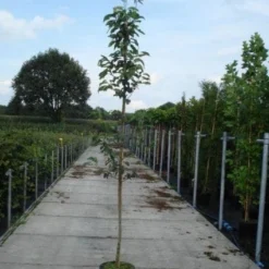 Krentenboom (Amelanchier Arborea 'Robin Hill') -Tuin Vormen Verkoopwinkel 20130215113904 10