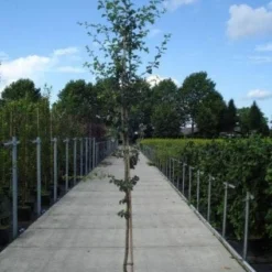 Rode Meidoorn (Crataegus Laevigata 'Paul's Scarlet') -Tuin Vormen Verkoopwinkel 20130215114625 14