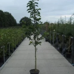 Beverboom (Magnolia Kobus) -Tuin Vormen Verkoopwinkel 20130215115339 7