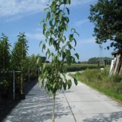 Beverboom (Magnolia Kobus) -Tuin Vormen Verkoopwinkel 20130215115408 19