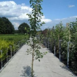 Chinese Sierpeer (Pyrus Calleryana 'Chanticleer') -Tuin Vormen Verkoopwinkel 20130215115633 19