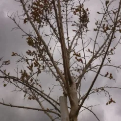 Roze Lagerstroemia Als Boom (Lagerstroemia Indica) -Tuin Vormen Verkoopwinkel 20130522141211 8