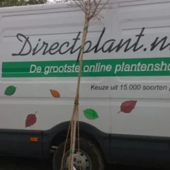 Roze Lagerstroemia Als Boom (Lagerstroemia Indica) -Tuin Vormen Verkoopwinkel 20130522141225 8