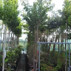 Japanse Sierkers (Prunus Serrulata 'Kanzan') -Tuin Vormen Verkoopwinkel 20130703100803 16