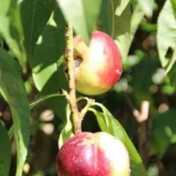 Nectarine (Prunus Persica Nucipersica) 9 Nectarine (Prunus Persica Nucipersica) -Tuin Vormen Verkoopwinkel 20130906151641 2