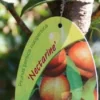 Nectarine (Prunus Persica Nucipersica) -Tuin Vormen Verkoopwinkel 20130906151801 2