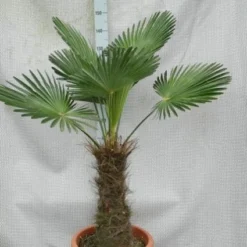 Winterharde Palm (Trachycarpus Wagnerianus)