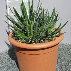 Winterharde Agave (Agave Shidigera) -Tuin Vormen Verkoopwinkel 20190628 114010 resized