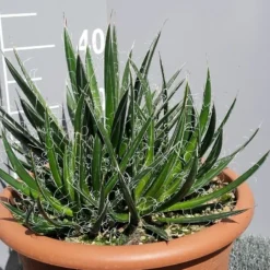 Winterharde Agave (Agave Shidigera) -Tuin Vormen Verkoopwinkel 20190628 114021 resized