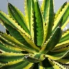 Winterharde Agave (Agave Lophanta 'Quadricolor') 1 Winterharde Agave (Agave Lophanta 'Quadricolor') -Tuin Vormen Verkoopwinkel 20190628 114416 resized