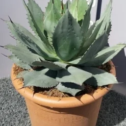 Winterharde Agave (Agave Ovalifolia) -Tuin Vormen Verkoopwinkel 20190628 114503 resized