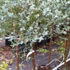 Eucalyptus Op Stam (Eucalyptus Gunnii) 10 Eucalyptus Op Stam (Eucalyptus Gunnii) -Tuin Vormen Verkoopwinkel 20190712 152539