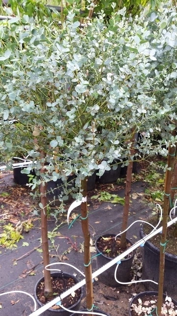 Eucalyptus Op Stam (Eucalyptus Gunnii) 6 Eucalyptus Op Stam (Eucalyptus Gunnii) - Afbeelding 4