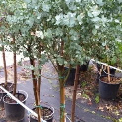 Eucalyptus Op Stam (Eucalyptus Gunnii) 11 Eucalyptus Op Stam (Eucalyptus Gunnii) -Tuin Vormen Verkoopwinkel 20190712 152604