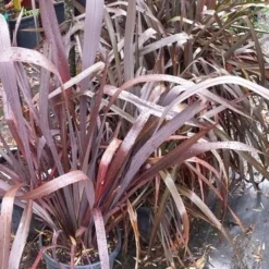 Nieuw Zeelands Vlas (Phormium Tenax 'Purpureum') 15 Nieuw Zeelands Vlas (Phormium Tenax 'Purpureum') -Tuin Vormen Verkoopwinkel 20190712 152646