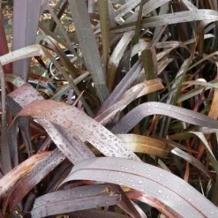 Nieuw Zeelands Vlas (Phormium Tenax 'Purpureum') 17 Nieuw Zeelands Vlas (Phormium Tenax 'Purpureum') -Tuin Vormen Verkoopwinkel 20190712 152706