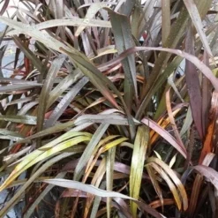 Nieuw Zeelands Vlas (Phormium Tenax 'Purpureum') 16 Nieuw Zeelands Vlas (Phormium Tenax 'Purpureum') -Tuin Vormen Verkoopwinkel 20190712 152733
