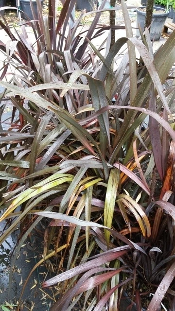 Nieuw Zeelands Vlas (Phormium Tenax 'Purpureum') 9 Nieuw Zeelands Vlas (Phormium Tenax 'Purpureum') - Afbeelding 7