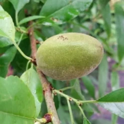 Amandelboom (Prunus Dulcis) -Tuin Vormen Verkoopwinkel 20190712 153121 1 1