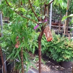 Amandelboom (Prunus Dulcis) -Tuin Vormen Verkoopwinkel 20190712 153317 1 1