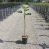 Vijg Op Stam (Ficus Carica 'Panache') -Tuin Vormen Verkoopwinkel 20200928110358396762