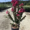 Lagerstroemia (Lagerstroemia 'Pink Velour') -Tuin Vormen Verkoopwinkel 20200930165148218385