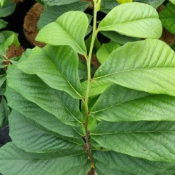 Pawpaw (Asimina Triloba) -Tuin Vormen Verkoopwinkel 20210826 101312