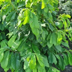 Pawpaw (Asimina Triloba) -Tuin Vormen Verkoopwinkel 20210826 102528