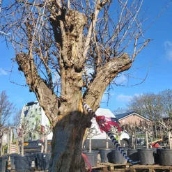 Granaatappel Als Solitair (Punica Granatum) -Tuin Vormen Verkoopwinkel 20220217 110708