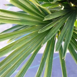Winterharde Palm (Trachycarpus Wagnerianus) -Tuin Vormen Verkoopwinkel 20220217 112257