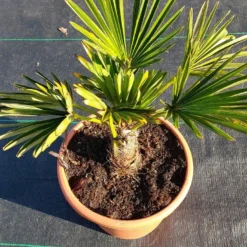 Winterharde Palm (Trachycarpus Wagnerianus) -Tuin Vormen Verkoopwinkel 20220217 112423