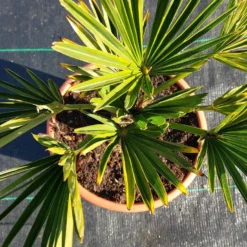 Winterharde Palm (Trachycarpus Wagnerianus) -Tuin Vormen Verkoopwinkel 20220217 112447