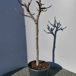 Vijg Op Stam (Ficus Carica) -Tuin Vormen Verkoopwinkel 20220223 125904 1