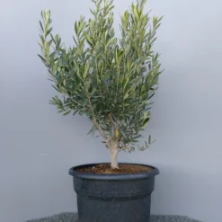 Olijf Als Struik (Olea Europaea) -Tuin Vormen Verkoopwinkel 20220223 132609